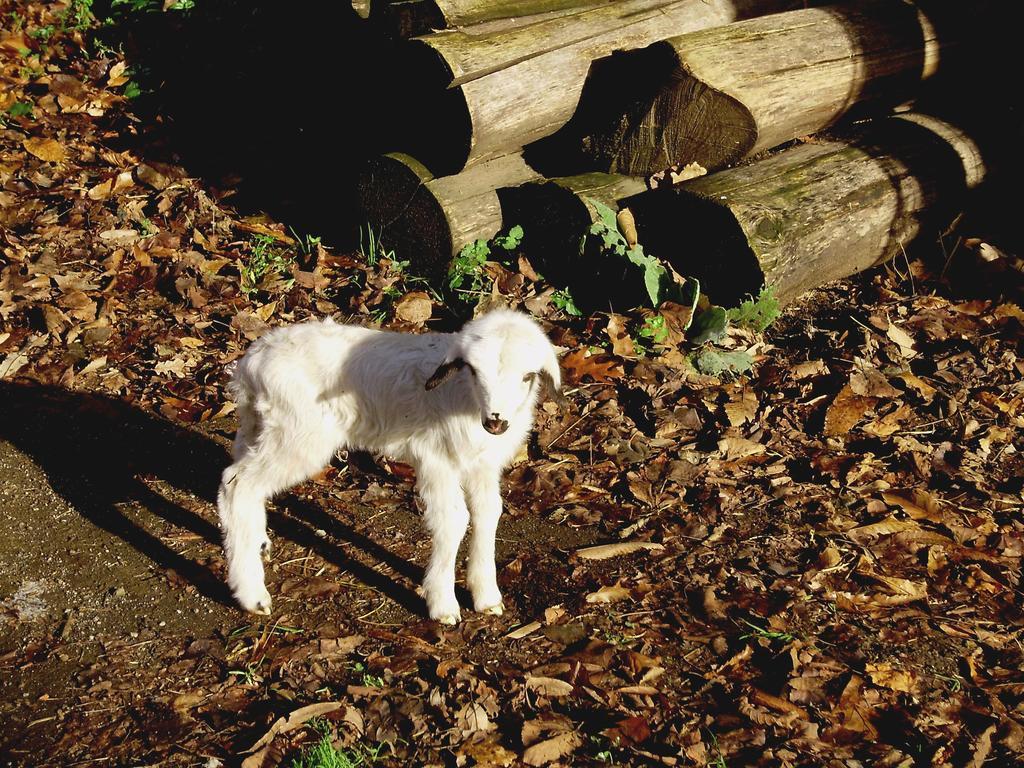 Tenuta Montelaura Forino Dış mekan fotoğraf
