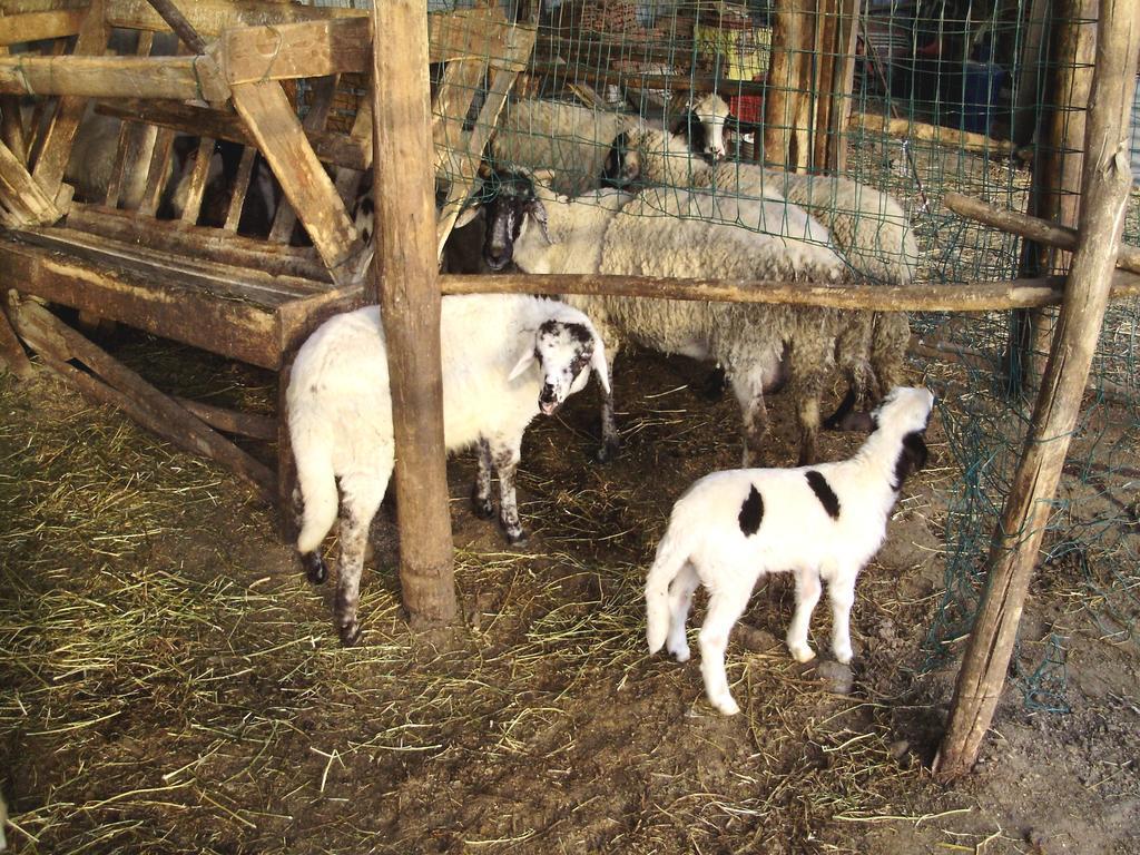 Tenuta Montelaura Forino Dış mekan fotoğraf