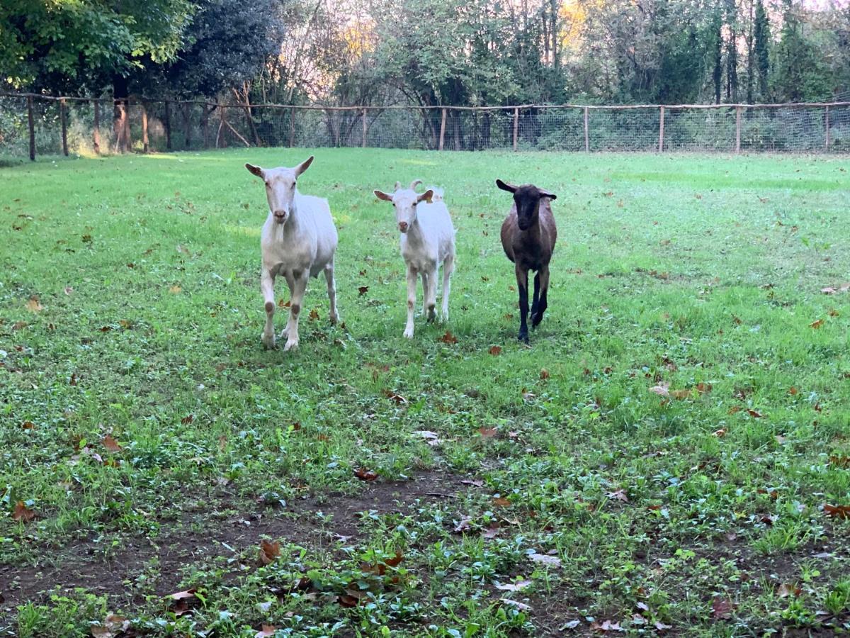 Tenuta Montelaura Forino Dış mekan fotoğraf